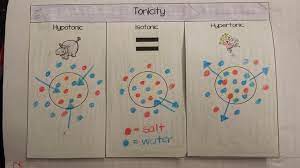 Blog Archives Science Notes Interactive Notes Nursing School Survival