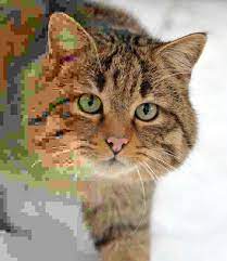What's the difference between jpg vs jpeg? Jpeg Wikipedia