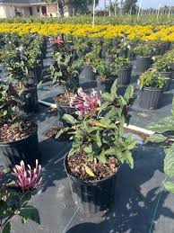 Image result for Clerodendrum toxicarium