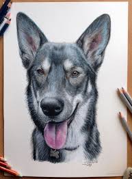 Start drawing from its head, gills and then rest of the body structure. 25 Beautiful And Realistic Animal Drawings Around The World