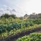 Introduction to Natural Farming event image