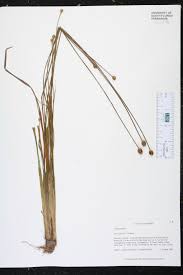 Image result for Xyris anceps