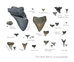 Its teeth are flat, triangular, notched and serrated. Sharks Teeth Identification Chart Shark Teeth Shark Teeth Crafts Shark Tooth Fossil