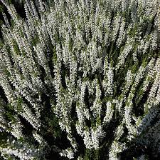 Image result for Calluna vulgaris