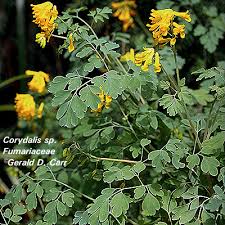 Image result for Fumariaceae