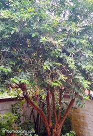 Image result for Lannea virgata