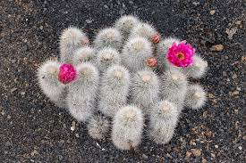 Entra y te explicaré cómo regar cactus correctamente, evitando el riesgo de que surjan problemas. Echinocereus Nivosus Wikipedia La Enciclopedia Libre