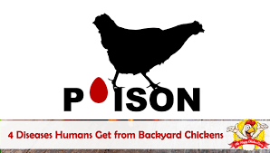 Provide your backyard poultry with a safe, sturdy environment outdoors, with housing areas and feeders/waterers that. 4 Diseases Humans Get From Backyard Chickens Zoonotic Diseases The Happy Chicken Coop