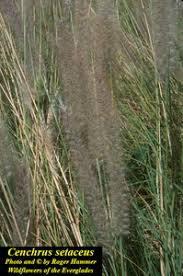 Image result for Cenchrus unisetus