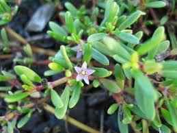 Image result for Sesuvium portulacastrum