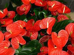 Pin On Flowers