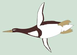 Image result for Memecylon rovumense