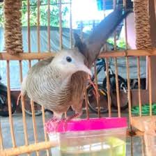 Mitos tuah ghaib burung derkuku kalung tepung ragamindonesia derkuku perkutut. Jual Produk Perkutut Katuranggan Termurah Dan Terlengkap Agustus 2021 Bukalapak