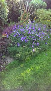 H x s 50cm x 60cm. Geranium Rozanne Bbc Gardeners World Magazine