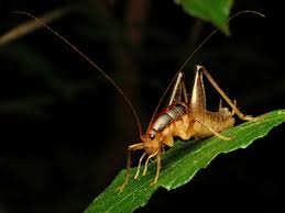 They love moisture and darkness, so camel crickets are large crickets. Spider Crickets And How To Get Rid Of Them Simplemost