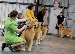 Find golden retriever puppies near you at lancaster puppies. Https Www Newsandsentinel Com News Local News 2017 05 Dogs Owners Compete In Washington County Akc Event