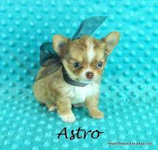 32 Chihuahua Pups In Texas Ideas Chihuahua Pup Chihuahua Puppies