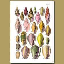 We did not find results for: Cone Shells And Margin Shells Seashell Print Antique Prints Prints