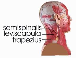 Muscle spasms or cramps are sudden, involuntary contractions of a muscle or group of muscles. Neck Stretches An Exhaustive List Of Neck Stretches