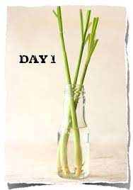 Pin By Tressia H On Garden Grow Lemongrass Lemongrass Plant How To Grow Lemon