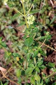 Image result for Haumaniastrum venosum