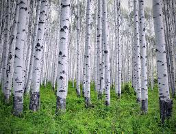 Birch Trees In Colorado Silver Birch Tree In Spring Gray Aspen Grove Colorado Aspen Trees Tree Photography Colorful Leaves