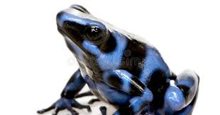 Blue And Black Poison Dart Frog Dendrobates Aura Tus In Front Of A White Back Sponsored Dart Frog Poison Blue In 2020 Poison Dart Frogs Dart Frog Frog