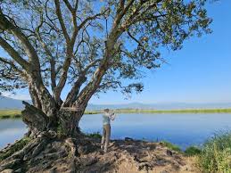 Image result for Ficus ingens