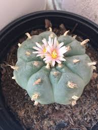 It grows as far north as. Peyote Cactus Wild Free Photo On Pixabay