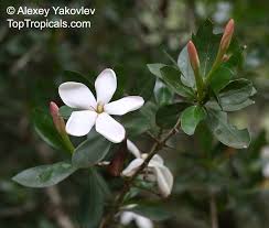 Image result for Hyperacanthus amoenus