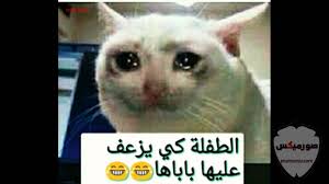 كل ما تحتاج لمعرفته حول اقوى الصور المضحكة في العالم 10 اقوى الصور المضحكة في العالم 10 cats animals photo