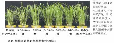 北農研 平成18年度 北海道農業研究成果情報