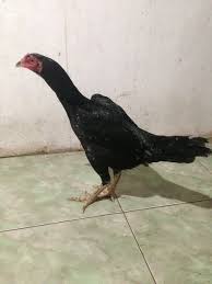Jual Telur Ayam Bangkok Pukul Ko Di Lapak Rokim5758 Bukalapak