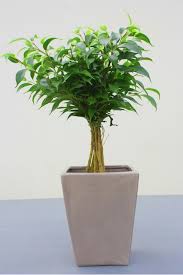 Anche se non si possiede un giardino, e neppure un balcone, questo non vuol per questo è bene metterla in un appartamento molto spazioso e dai soffitti molto alti. Piante Da Appartamento Quali Dove Come Magazine Delle Donne