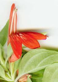 Image result for Justicia anselliana