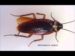 Description all cockroaches have a pair of long antennae and six long, spiny legs. External Morphology Of Cockroach Thorax Youtube