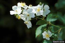 We did not find results for: Rosa Multiflora Thunb Ex Murr Multiflora Rose James H Miller Usda Forest Service Bugwood Org Family Rosaceae Rose Family Synonym S Rosa Cathayensis Duration Perennial Habit Shrub Listed By Invasive Plant Atlas Of The Us 1 Federal