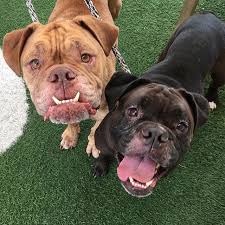 English Bulldogs Dont Come Any Sillier Than Chiquita And Clay This Dynamic Brother Sister Duo Is Our Purina Pet Of T Cute Puppy Breeds English Bulldog Yorkie