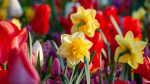 I've received lots of inquiries lately regarding bulbs planted in pots. Planting Bulbs Follow Our Top Tips On How To Get Great Results With Your Spring Bulbs Gardeningetc