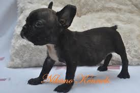 By the middle of the 1800s, the sport was no accepted color patterns include brindle, and solid colors, with or without white. Basques Male Frenche Bulldog Frenchie Puppy For Sale Paranaque Philippines Buy And Sell Marketplace Pinoydeal