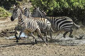 They prefer to live in a place where they can easily get access to grass and an adequate supply of water. Hungarian Researchers Found That Zebras Stripes Do Not Help Stay Cool Daily News Hungary