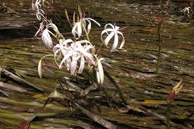 Image result for Crinum rautanenianum
