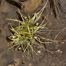 Image result for Subularia monticola