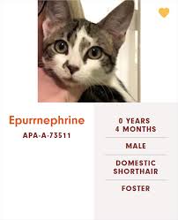 After all, there are so many potential options out there. Someone Notices The Staff At This Animal Shelter Is Giving Rescue Cats The Most Epic Names Bored Panda