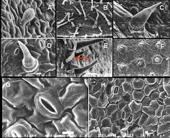 Lo dice, lo hace, concejal rancagua 2021 Types Of Trichomes And Stoma Observed On Leaves Of Cultivated And Wild Download Scientific Diagram
