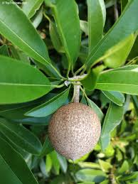 Image result for Manilkara zapota