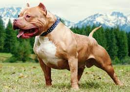 Long anhai con chó pitbull 30 kg và 60 kg bất ngờ tấn công một người đàn ông tử vong, người chủ dọc đường, hai con chó bất ngờ lao vào tấn công bạn anh hải đến lúc nạn nhân ngã gục, tử vong. Cho Pitbull Nhá»¯ng Giá»'ng Cho Cáº£nh Ä'áº¹p Nháº¥t Loai Cho Ä'áº¹p Nháº¥t Tháº¿ Giá»›i Pitbulls Pitbull Dog Bully Max