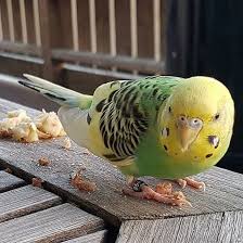 Bird On The Run Pittsburgh Gronn Og Gul Fugl Funnet I Furholmen Varteig Sarpsborg Ostfold Link Http Dyrebar No 74759 Dyrebar No 74759 Fugl Funnet Gronn Og Gul Fugl Funnet I Sar