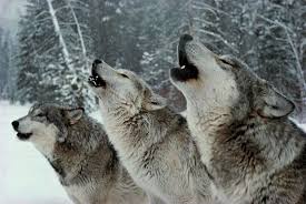 Image result for pack of yapping dogs