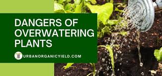 Learn the signs of overwatering indoor plants and how to rescue them before it's too late. Dangers Of Overwatering Plants Urbanorganicyield Com
